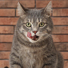 cat licking its mouth